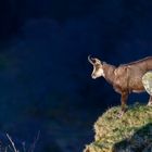 Chamois des Vosges