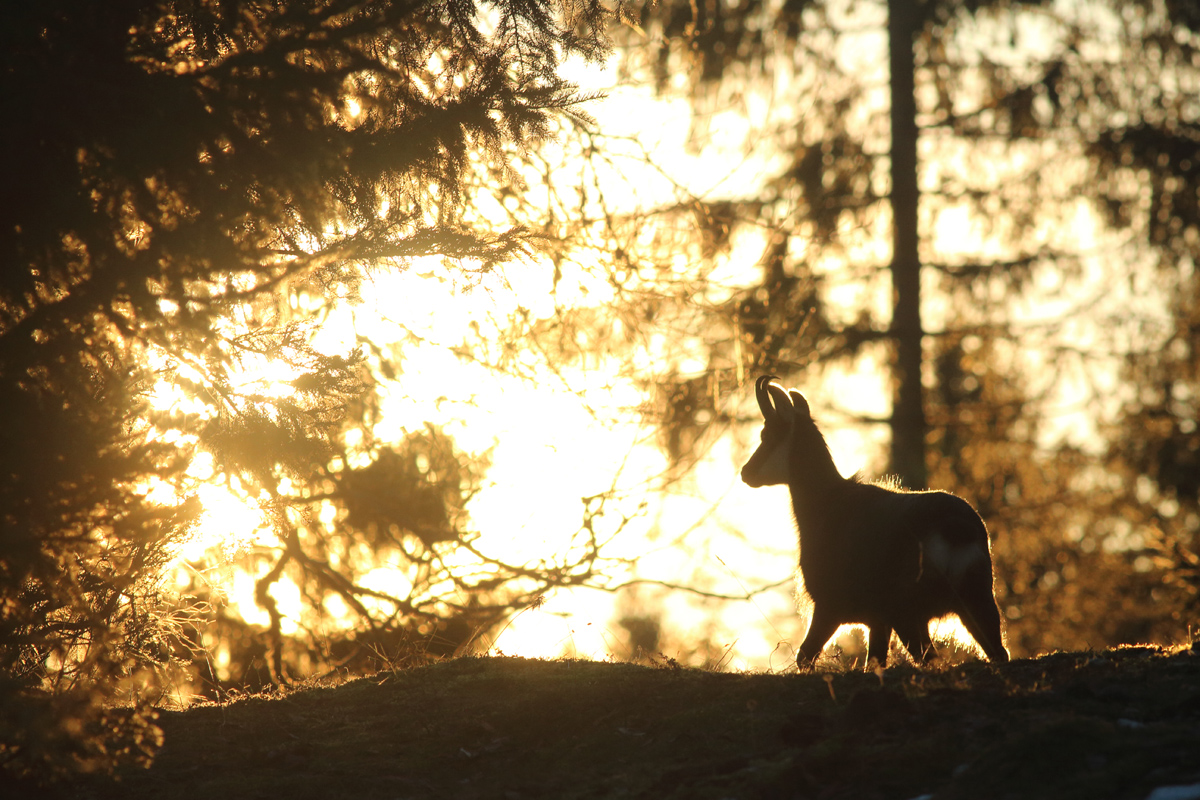 Chamois d'or