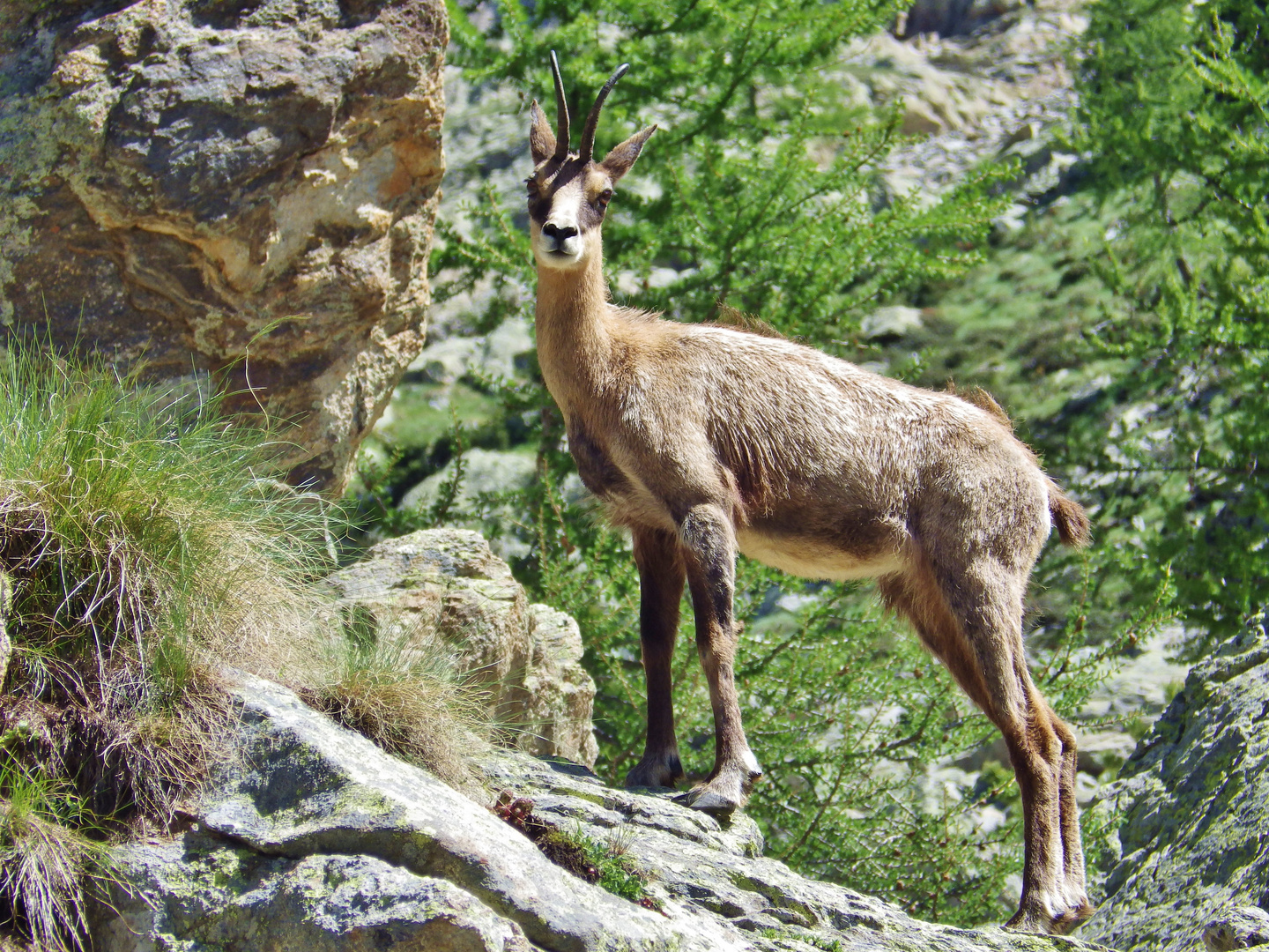 chamois du mercantour