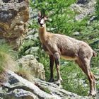 chamois du mercantour