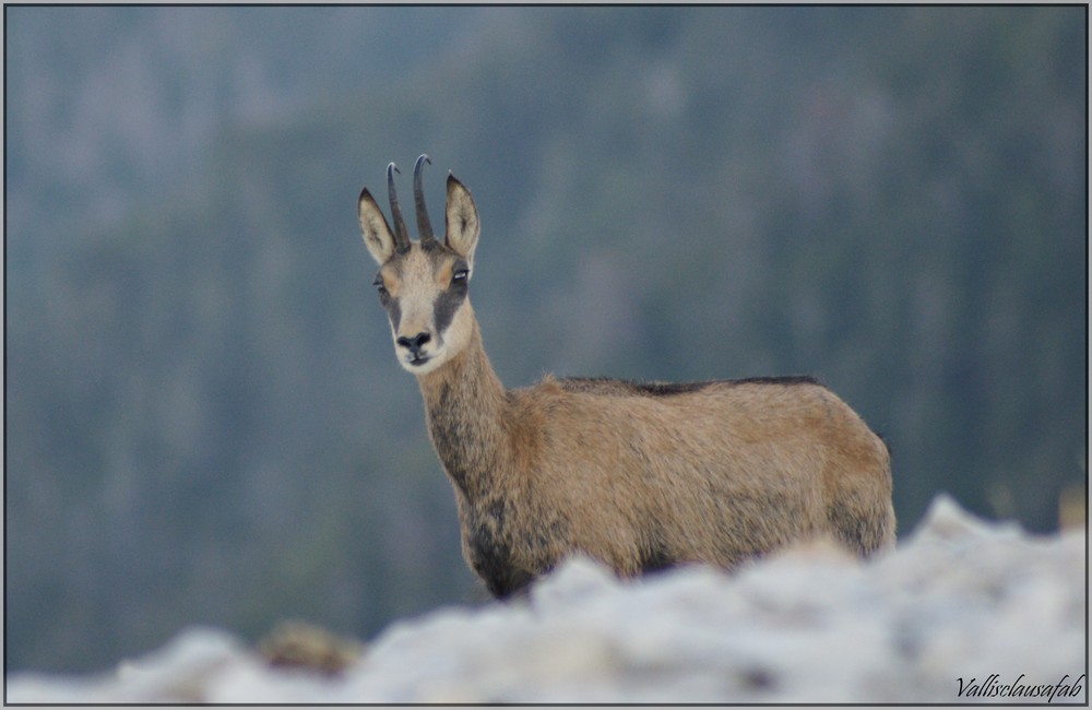 Chamois du Mont Ventoux