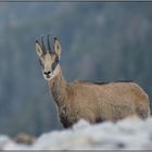 Chamois du Mont Ventoux