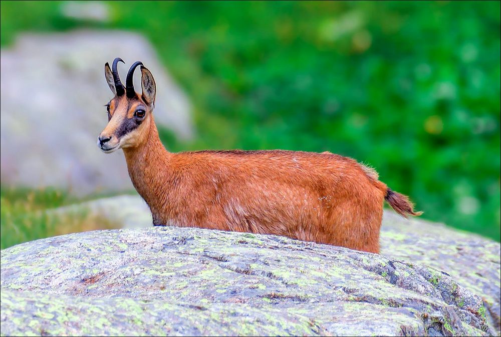 Chamois du refuge de Nice