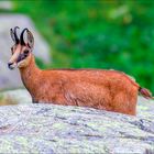 Chamois du refuge de Nice