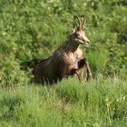 chamois