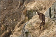 Chamois....