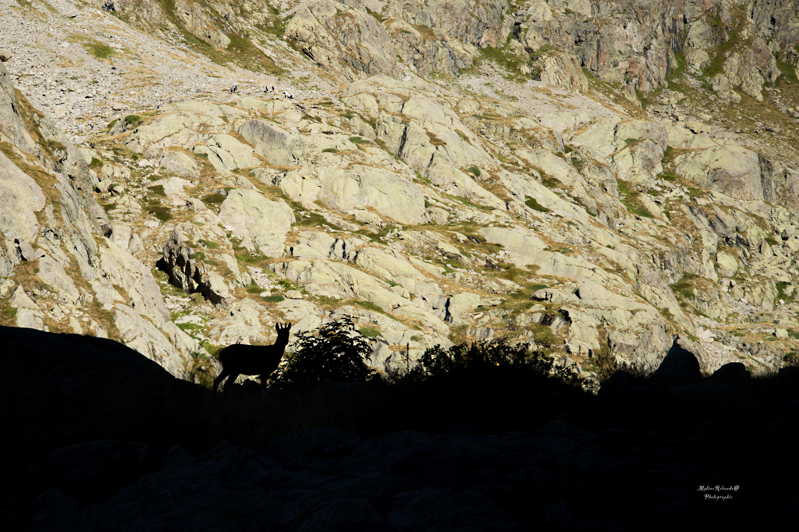 Chamois en contre jour 