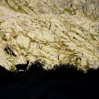 Chamois en contre jour