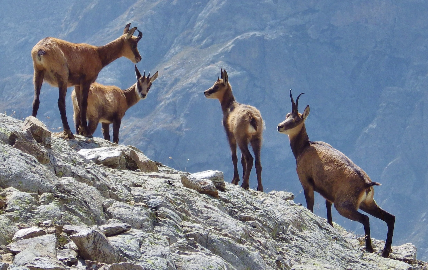 chamois en haute montagne