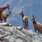 chamois en haute montagne