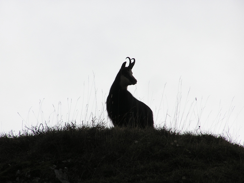 Chamois en novembre