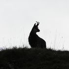 Chamois en novembre