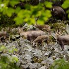 Chamois et chevreaux.