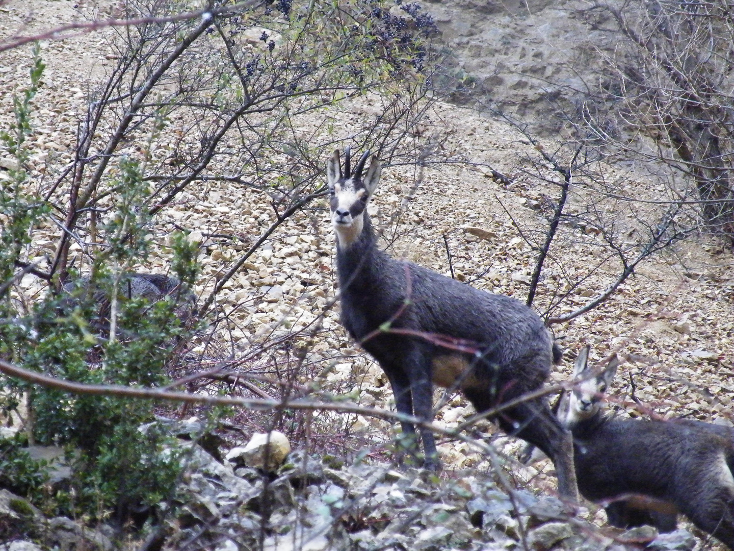 Chamois