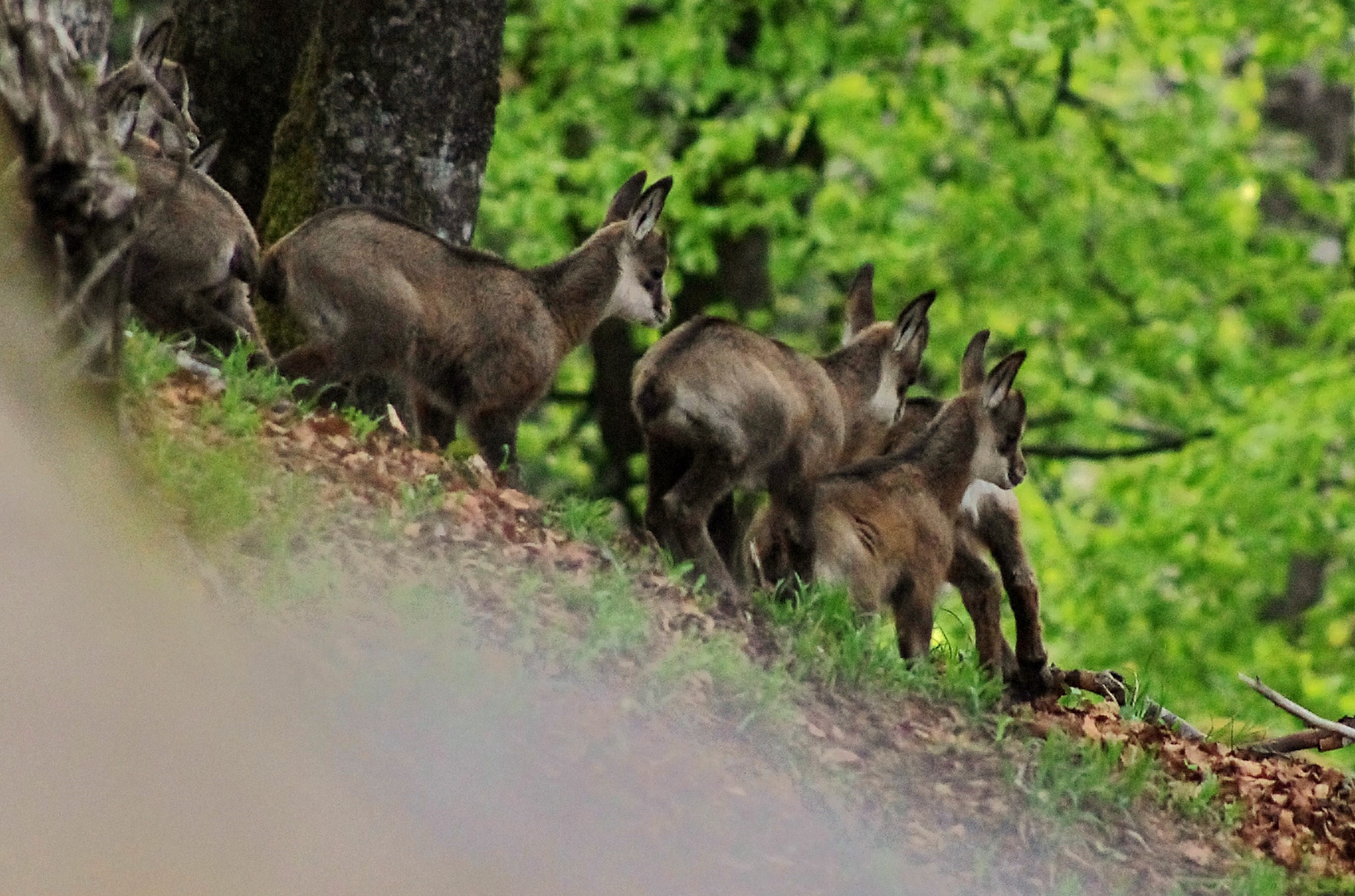 Chamois