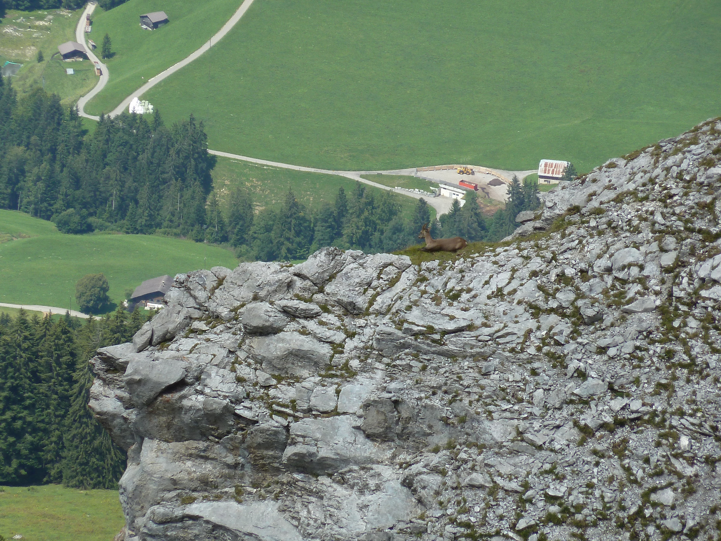 Chamois haut perché (La Videmanette - Rougemont)