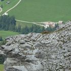 Chamois haut perché (La Videmanette - Rougemont)