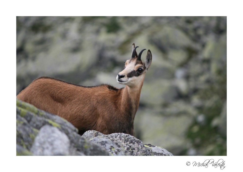 Chamois - Hidden but seen