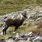 chamois (mercantour) 3