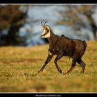 Chamois Mâle