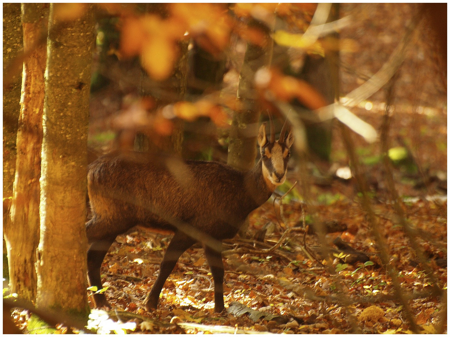 Chamois  montagne de Rochefort Suisse