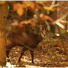 Chamois  montagne de Rochefort Suisse