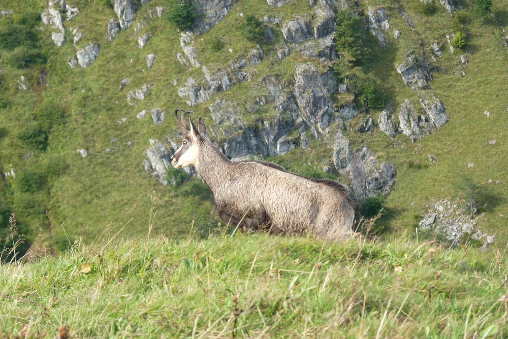 Chamois non craintif