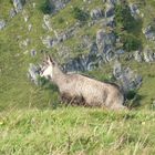 Chamois non craintif