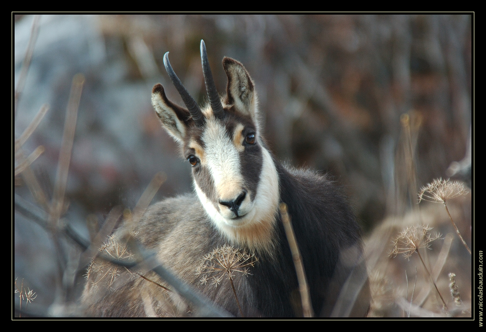 Chamois - Novembre 2006