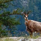 chamois perdant son habit hivernal