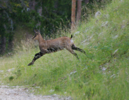 chamois qui court ,court , ...........