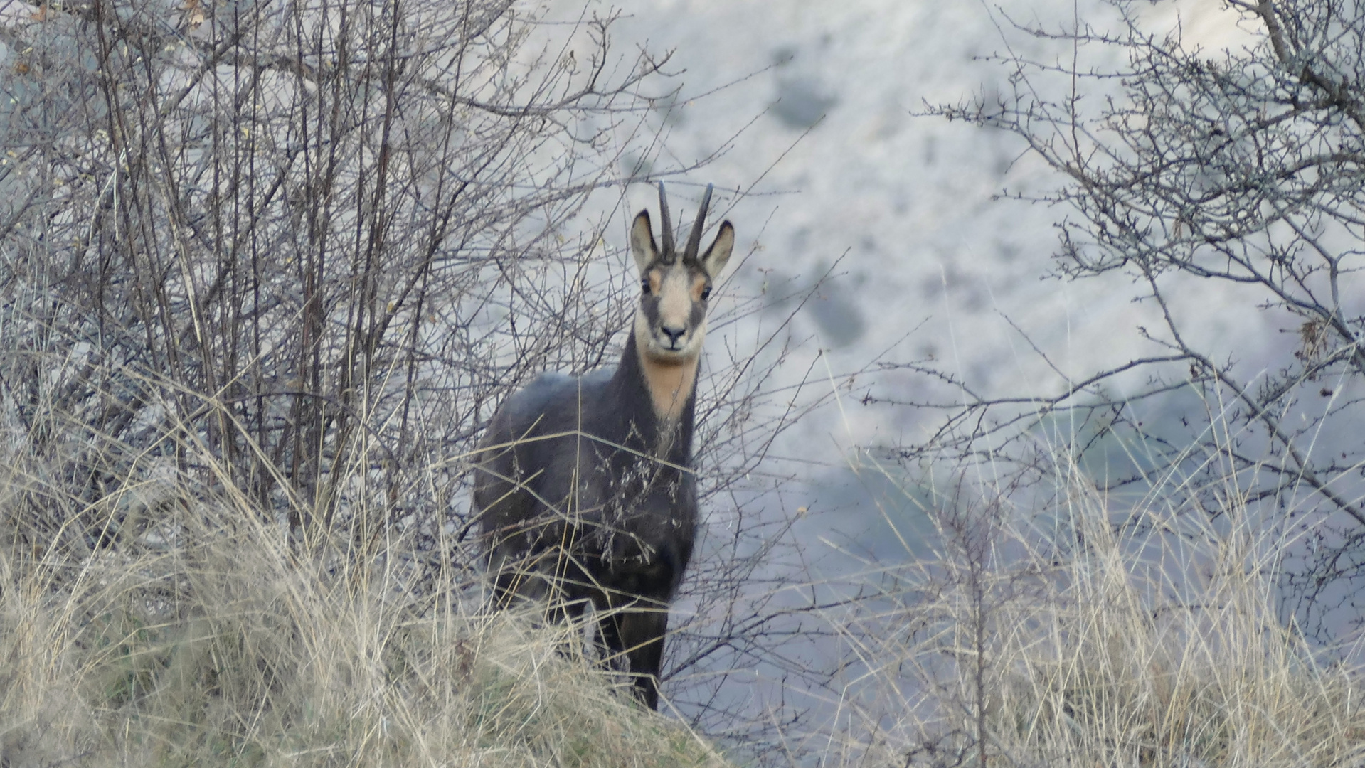 Chamois solitaire.