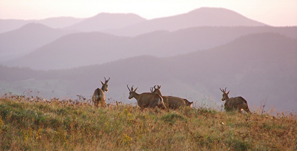 Chamois sur le Hohneck ( Vosges )