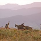 Chamois sur le Hohneck ( Vosges )