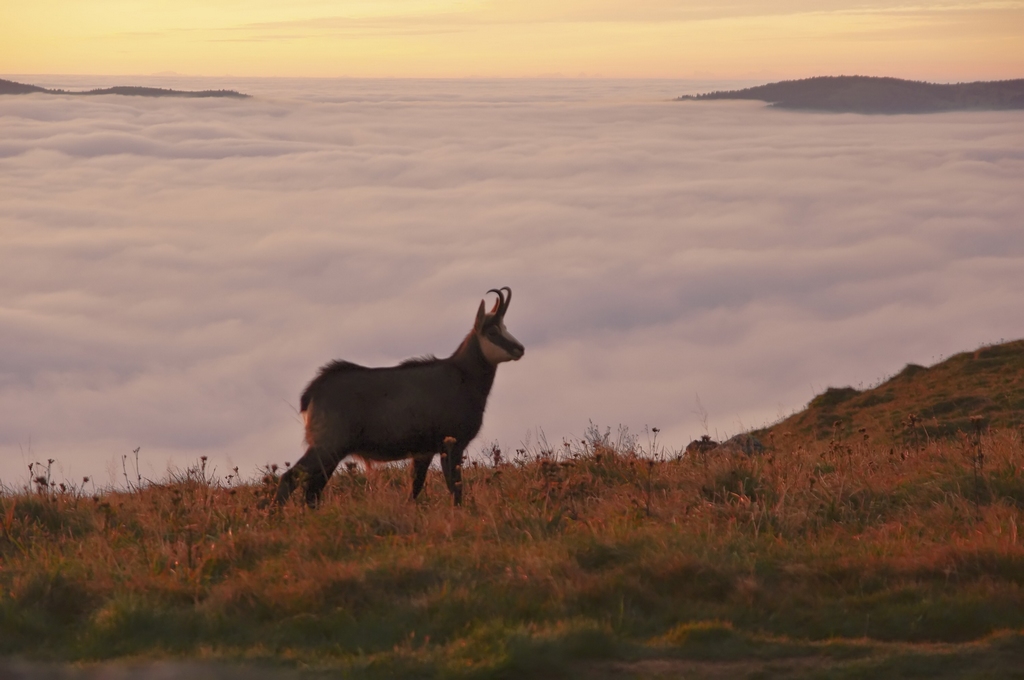 Chamois sur les crêtes vosgiennes