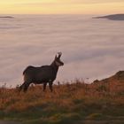 Chamois sur les crêtes vosgiennes