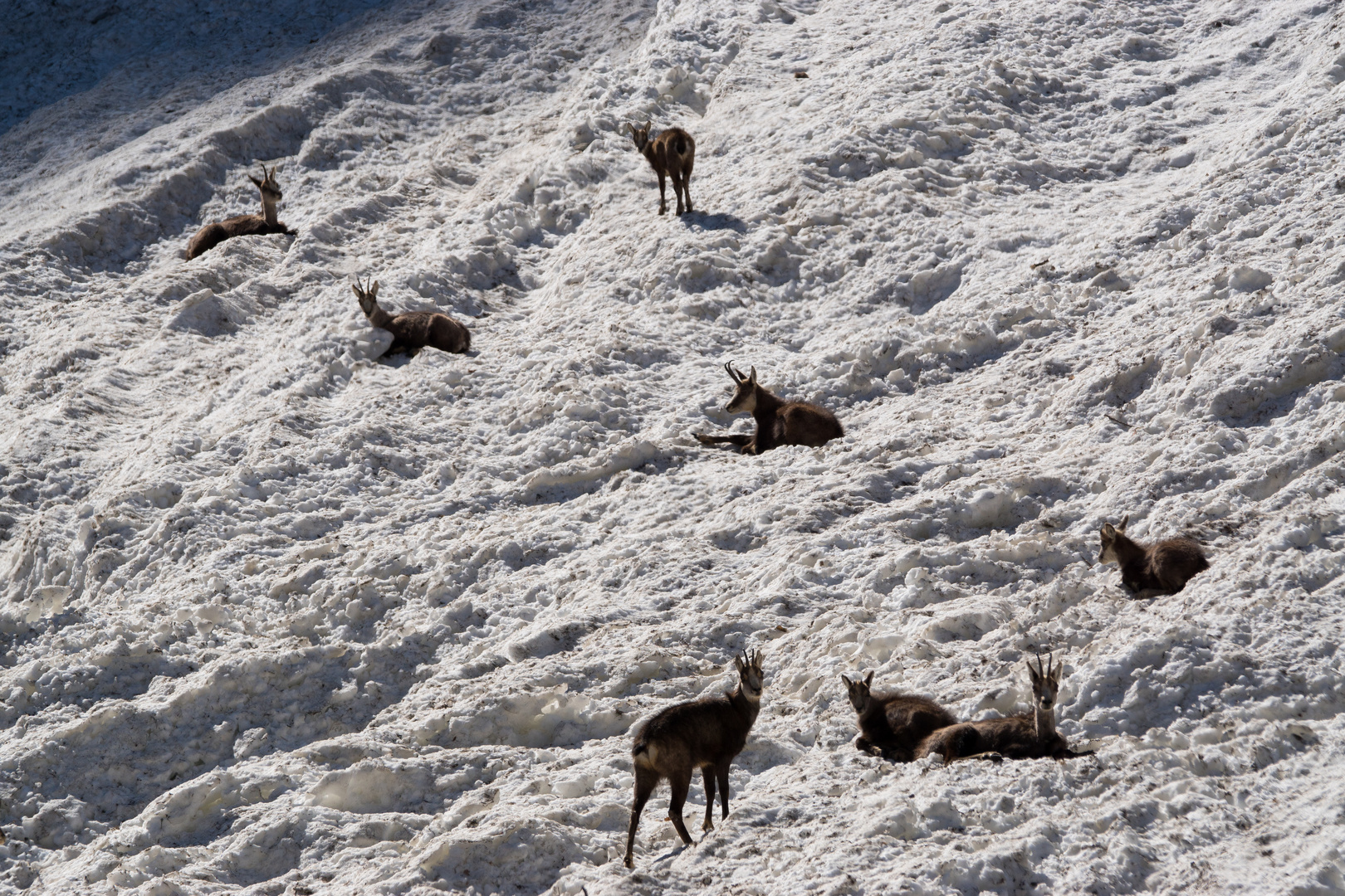 Chamois sur une avalanche