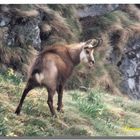 chamois surpris au petit matin au Hohneck (vosges )