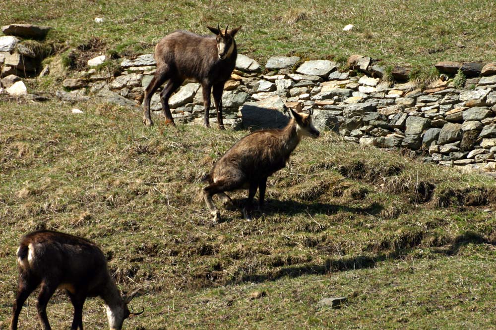 Chamois Vallée d'Aoste