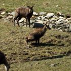 Chamois Vallée d'Aoste