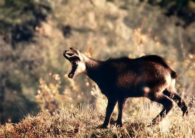 Chamois vosgien