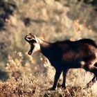 Chamois vosgien