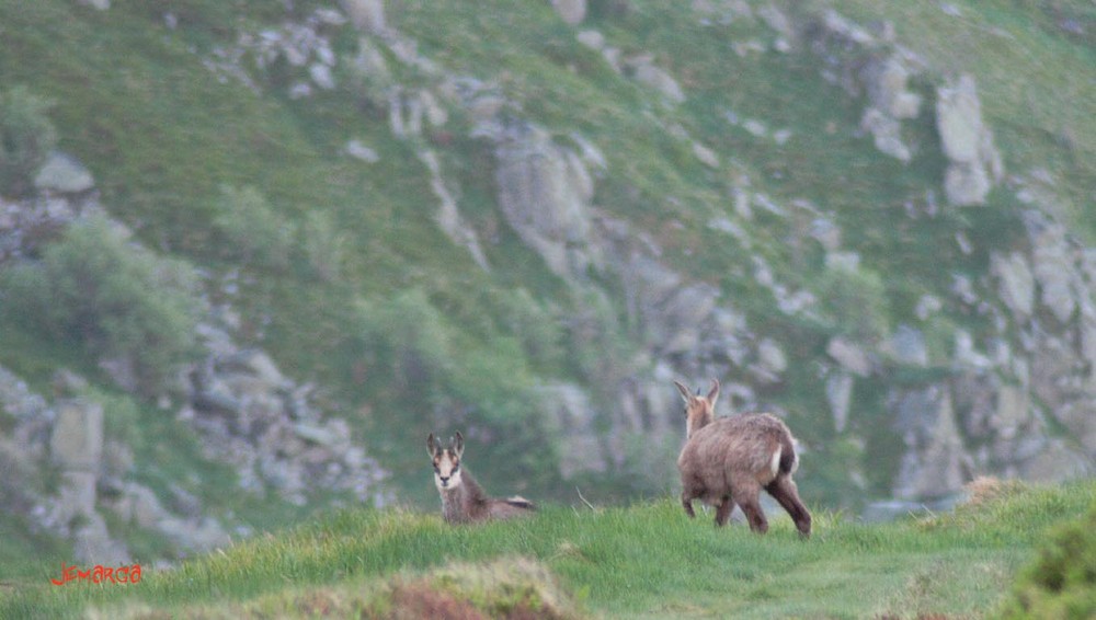 chamois vosgiens 2