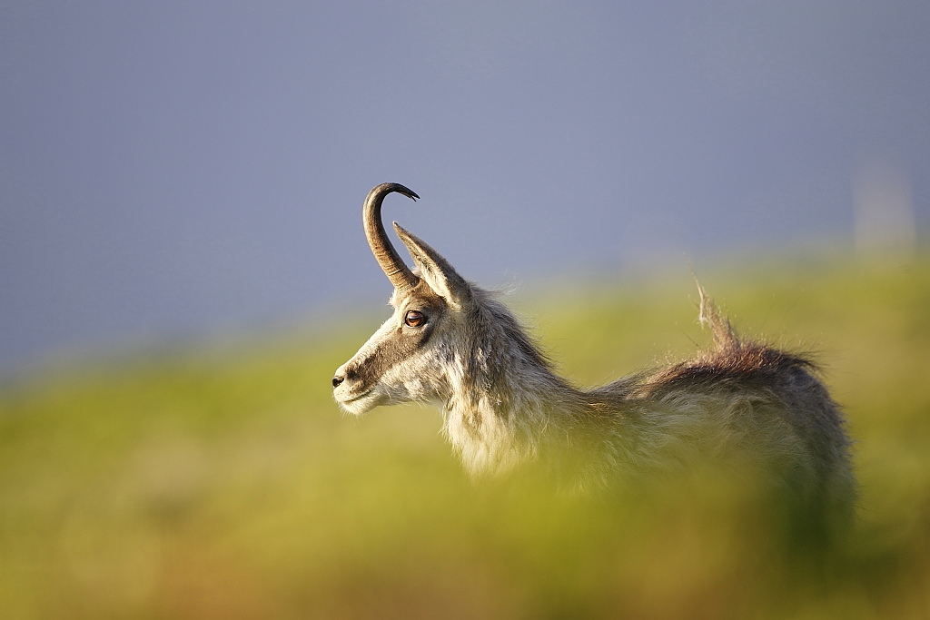 Chamois Vosgiens