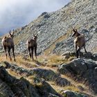 chamois(mercantour) 2