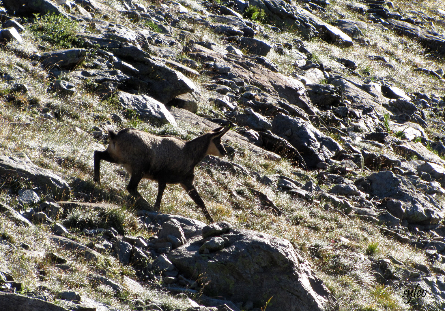 chamois(mercantour)