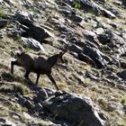 chamois(mercantour)