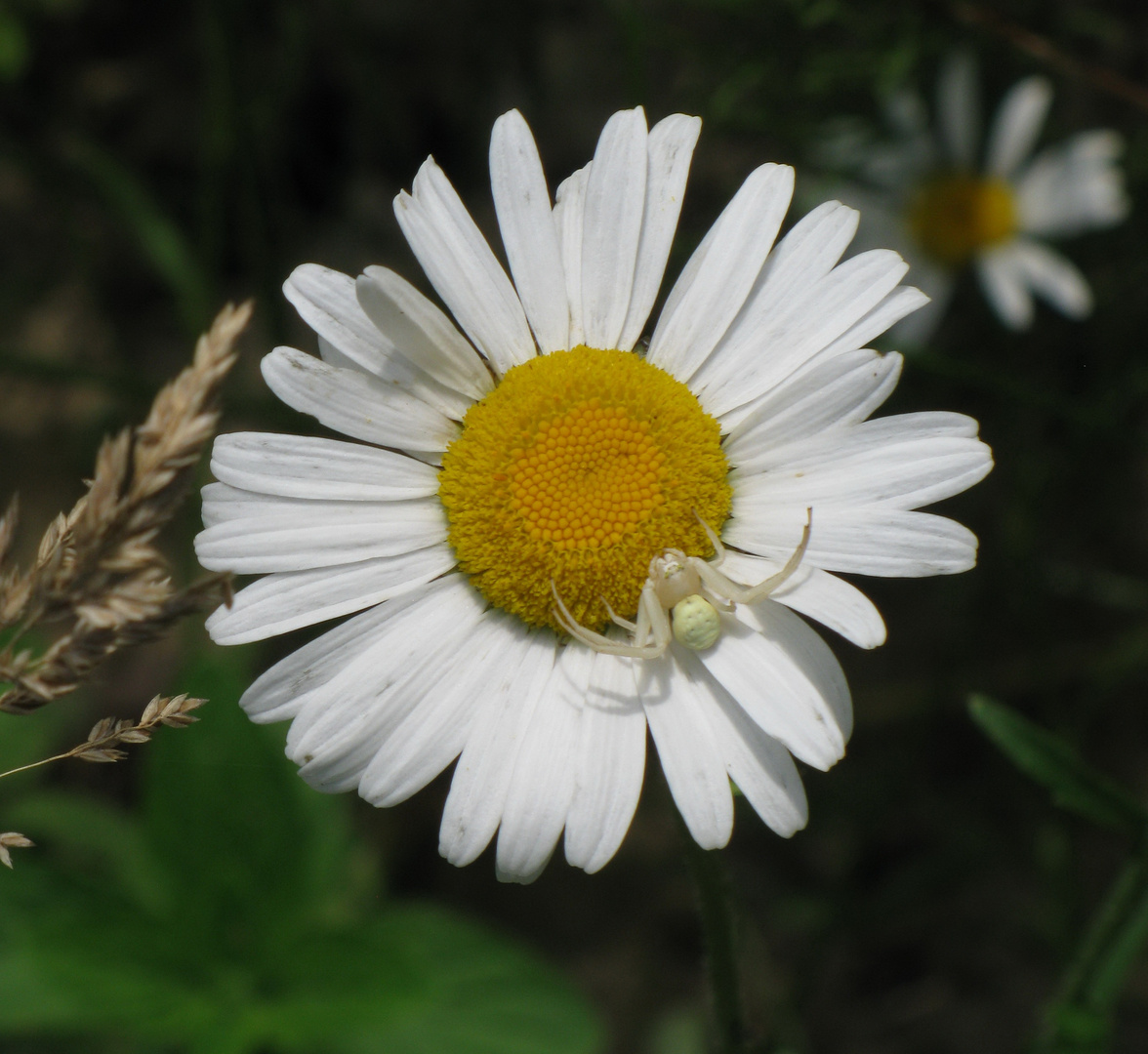 chamomile