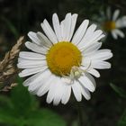 chamomile