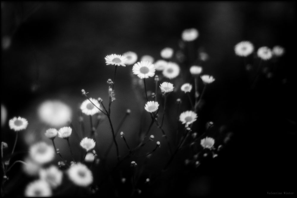 {chamomile}